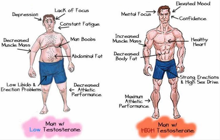 low-high-testosterone-difference